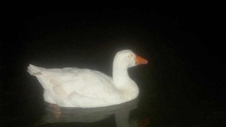 Dominicaanse republiek 2004-52.jpg